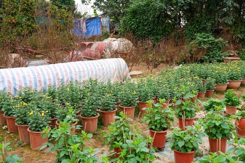 Khu vực trồng hoa thược dược của nhà vườn Thuỷ Nhiên Khu vực trồng hoa thược dược của nhà vườn Thuỷ Nhiên