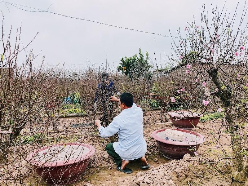 Ông Chiến và người trong gia đình ông trực tiếp bắt tay vào công việc tuốt lá đào.