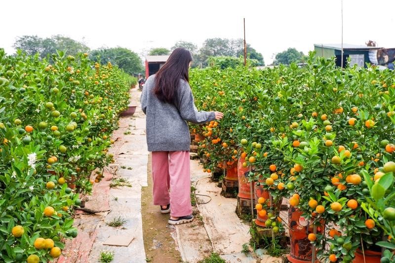 Khách đến mua quất tại vườn Khách đến mua quất tại vườn