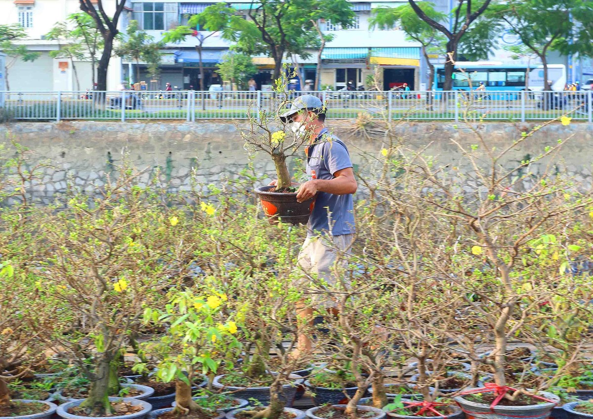 Những gốc mai được tạo thế đẹp sẽ mang lại giá trị cao cho những người nông dân.