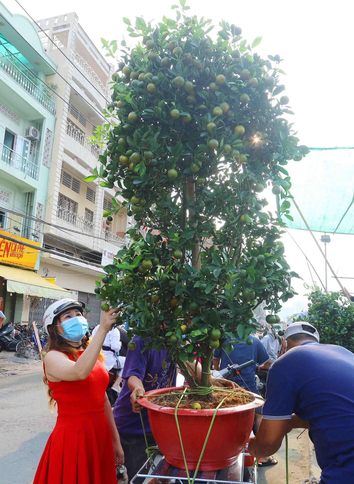 Cây quất có giá gần 4 triệu đồng được mua nhanh chóng khi vừa xuống bến.