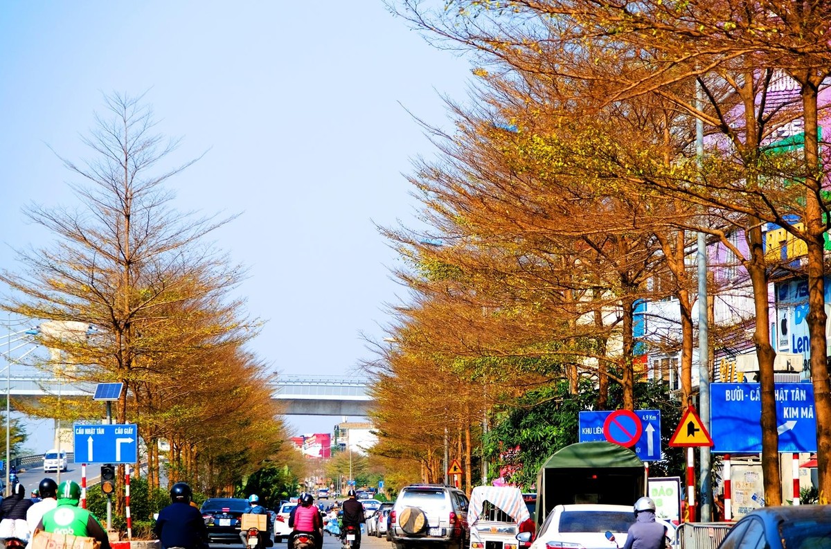 Những ngày gần đây, trên nhiều tuyến phố ở Thủ đô Hà Nội, hàng cây bàng lá nhỏ hay còn gọi là bàng Đài Loan chuyển sang sắc vàng tạo nên cảnh sắc đầy mới lạ và thơ mộng, khiến nhiều người liên tưởng đến khung cảnh ở châu Âu.