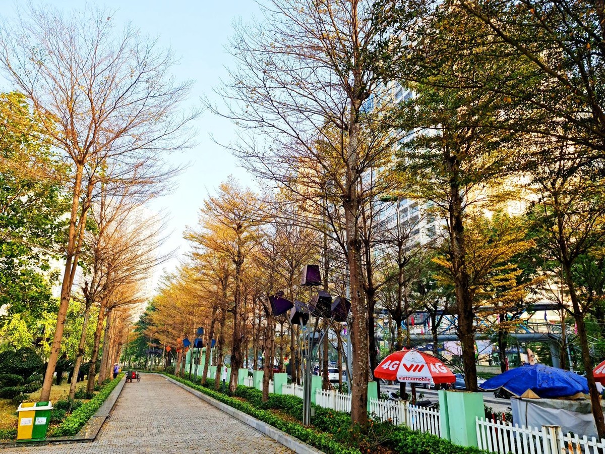 Con đường ngay gần cổng công viên Thanh Xuân lộng lẫy trong sắc vàng.