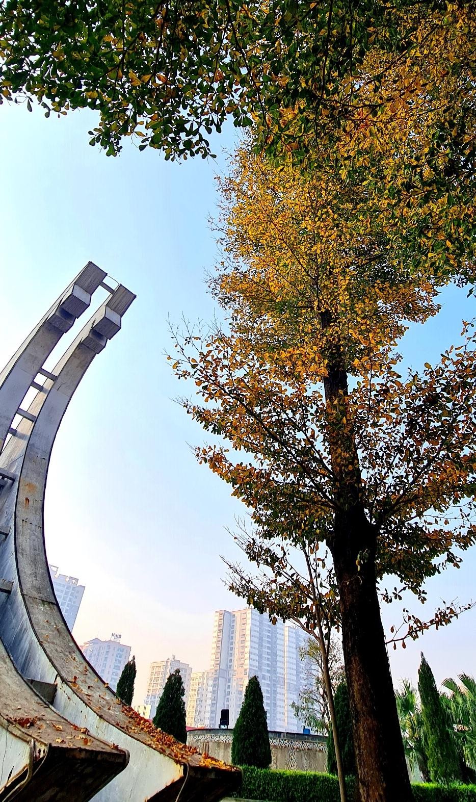 Cây bàng Đài Loan có tán đẹp, thân cây thẳng nên hạn chế được gãy đổ.