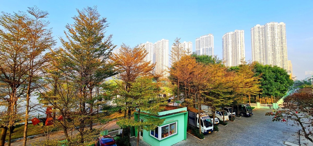 Cành nhánh mọc ngang hoặc chếch tạo thành tán tròn, khi vào mùa rụng lá tạo thành nhiều tầng lá vàng đẹp mắt.