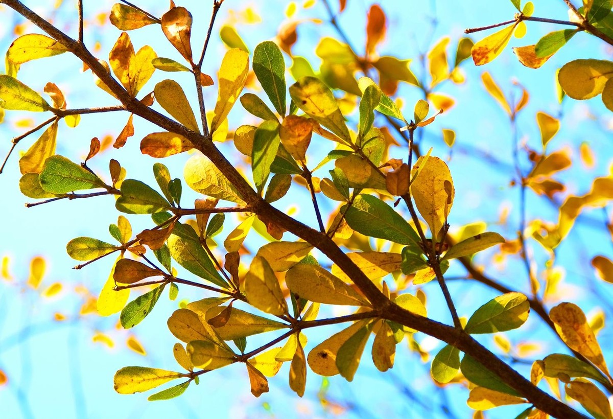 Lá bàng Đài Loan nhỏ hơn bàng ta rất nhiều.