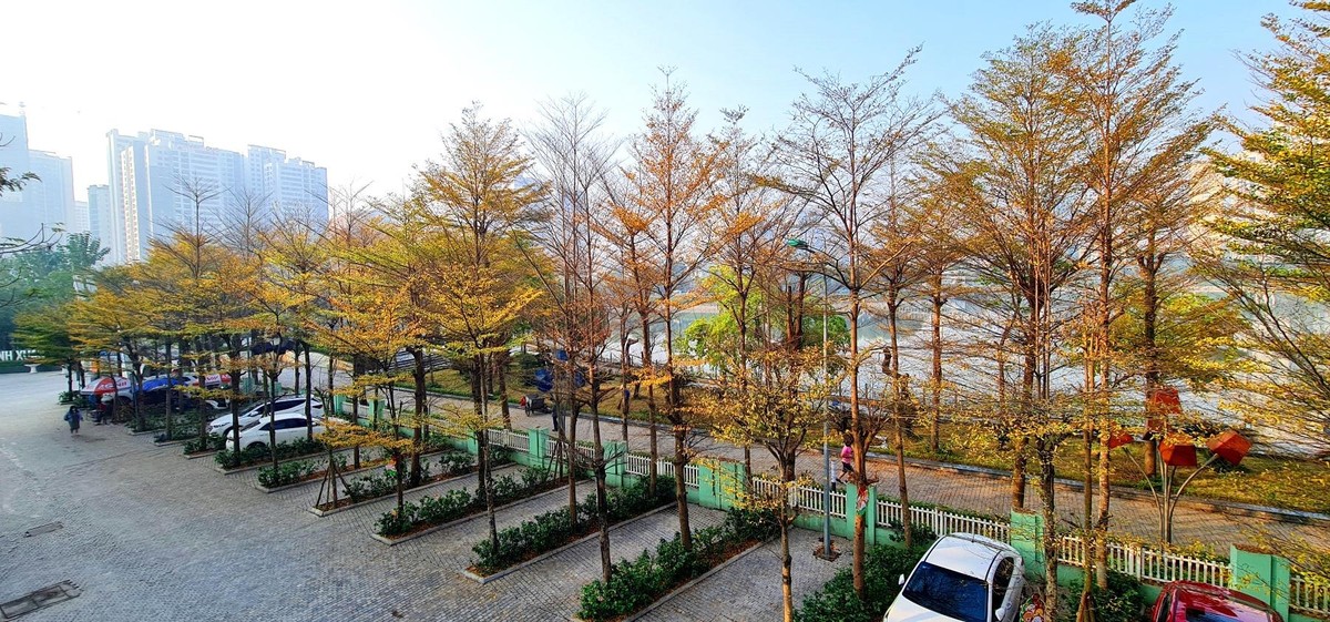 Cây bàng lá nhỏ phù hợp với khí hậu nhiệt đới, do đó rất hợp với thời tiết ở Hà Nội nói riêng, Việt Nam nói chung.