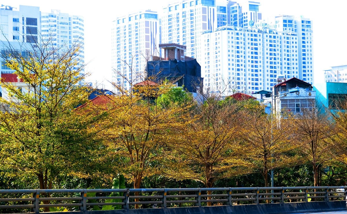 Trên các tuyến đường thuộc quận Cầu Giấy, cây bàng Đài Loan được trồng nhiều trên các dải phân cách giữa đường và vỉa hè.