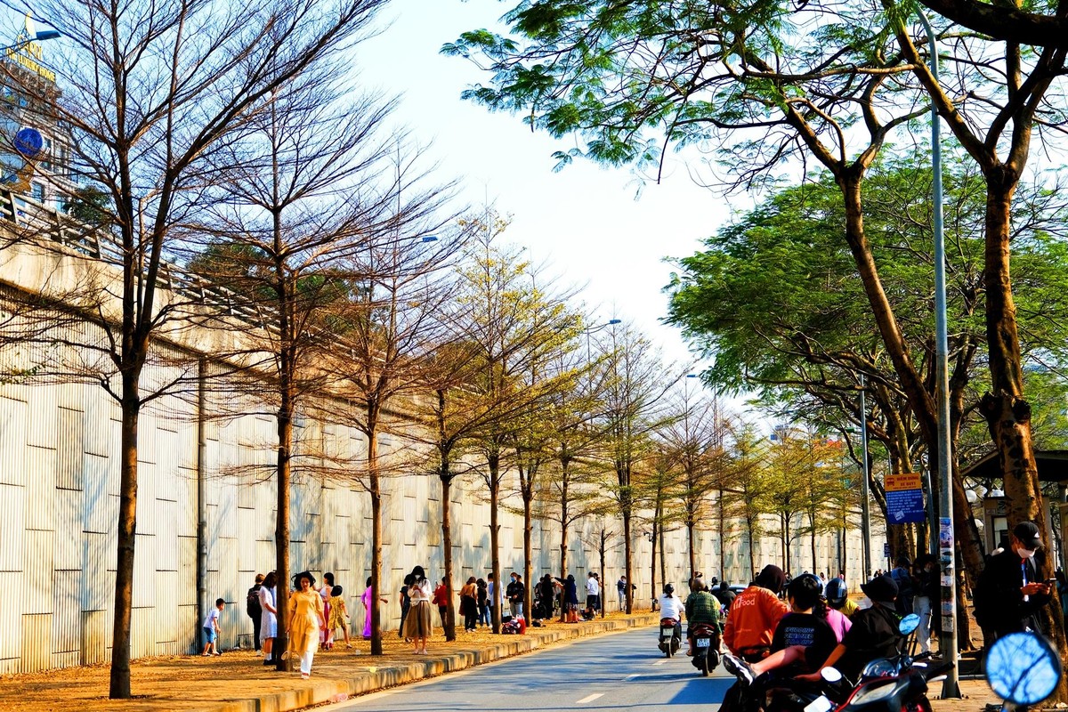 Tại đoạn đường vành đai hai dưới thấp, sát sông Tô Lịch (đoạn ngã tư Láng, Cầu Giấy, đường Bưởi) mật độ cây bàng lá nhỏ dày đặc.