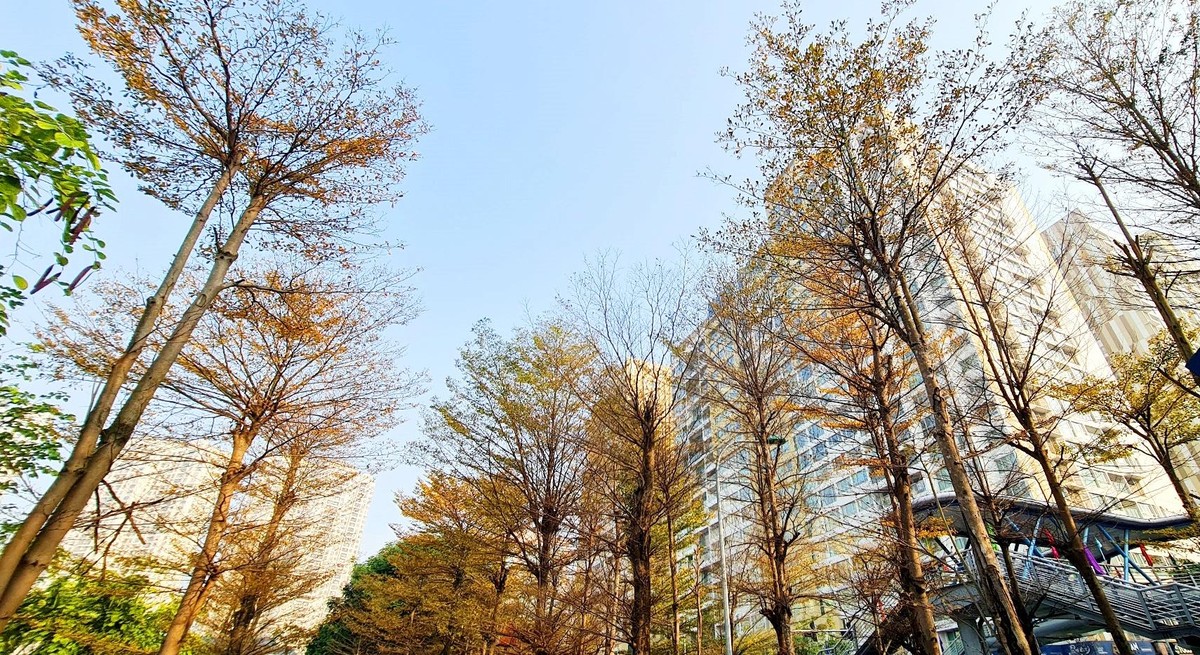 Nơi đây được phủ một màu vàng tươi mới khiến người qua đường thích thú.