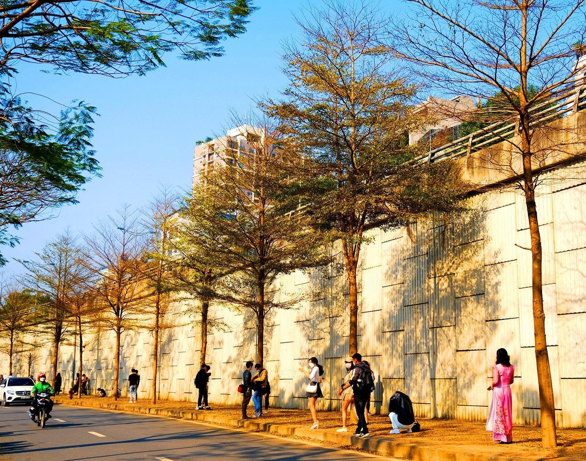 Rất nhiều bạn trẻ và người dân Thủ đô háo hức tìm đến đây chụp ảnh cùng hàng cây vàng óng.