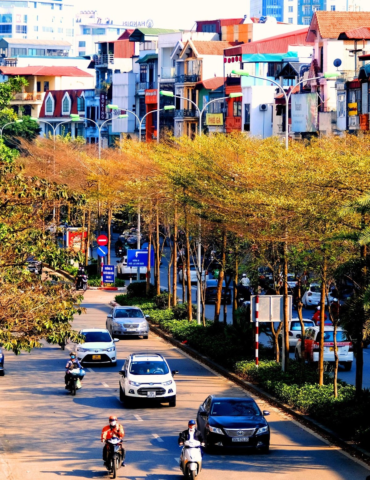 Bên cạnh đường vành đai 2 dưới thấp, bàng lá nhỏ còn được trồng ở nhiều nơi khác như đường Trần Duy Hưng, Đào Tấn, Nguyễn Khánh Toàn, Bưởi, Cầu Giấy, Nguyễn Trãi, Nguyễn Lương Bằng, Tây Sơn, Xã Đàn...