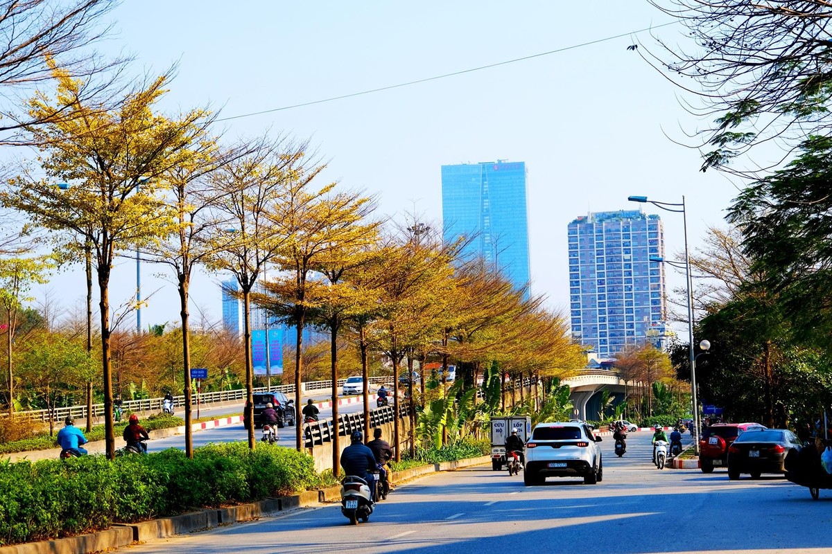 Những hàng cây nhuốm vàng đường phố.