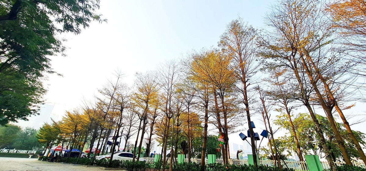 Đặc biệt, trong công viên Thanh Xuân, đường Hoàng Minh Giám, cây bàng Đài Loan được số lượng lớn, đồng loạt chuyển màu lá khiến khung cảnh đẹp tựa như trong phim Hàn Quốc.