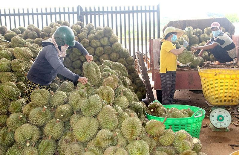 Một lượng lớn sầu riêng ở Đắk Lắk đứng trước bài toán đầu ra. Ảnh: Nhiệt Băng
