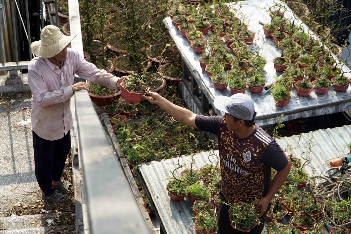 Chợ hoa gồm đa dạng các loại hoa, cây cảnh, kể cả những loại như mai bonsai mini.