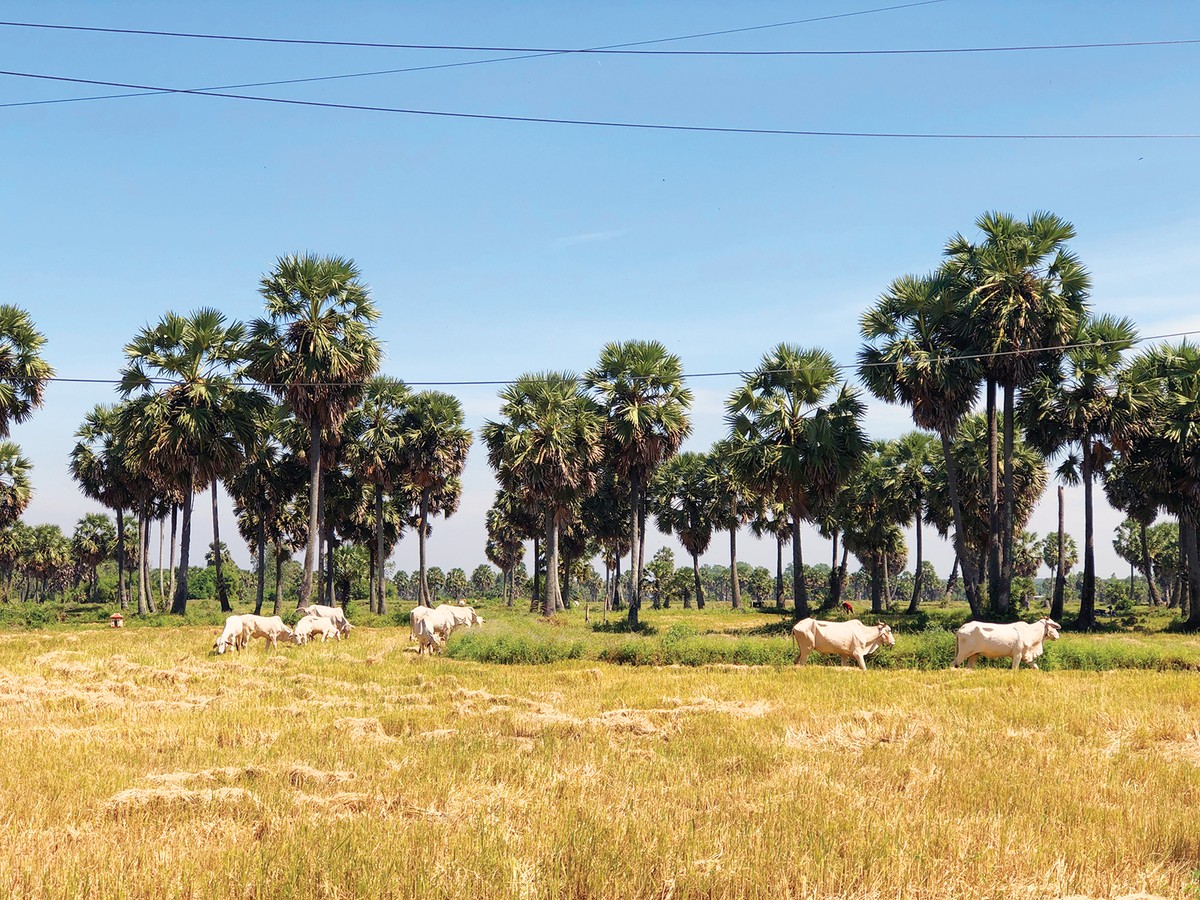 Cánh đồng Tri Tôn