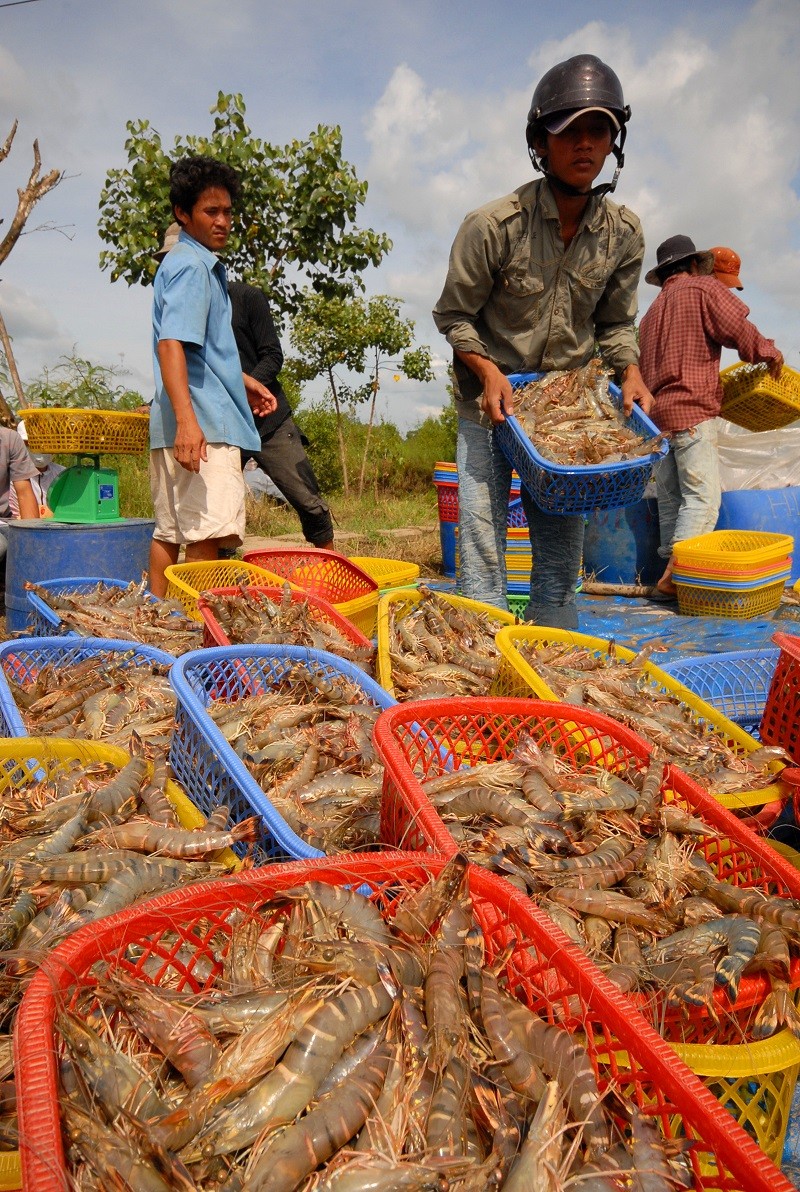 Thu hoạch tôm tại ĐBSCL