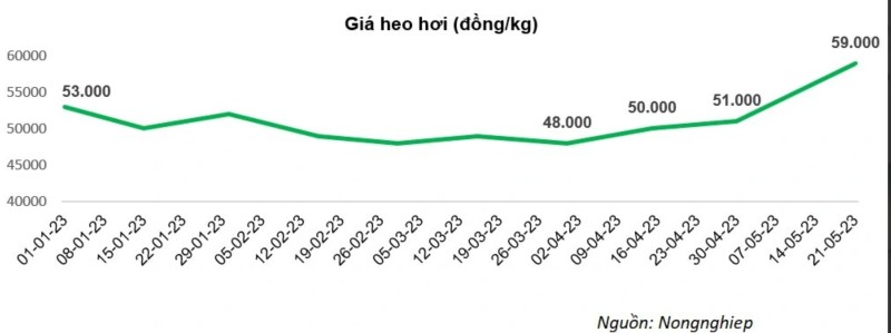 Giá heo hơi qua các thời điểm từ đầu năm 2023. (Nguồn: Nông nghiệp)