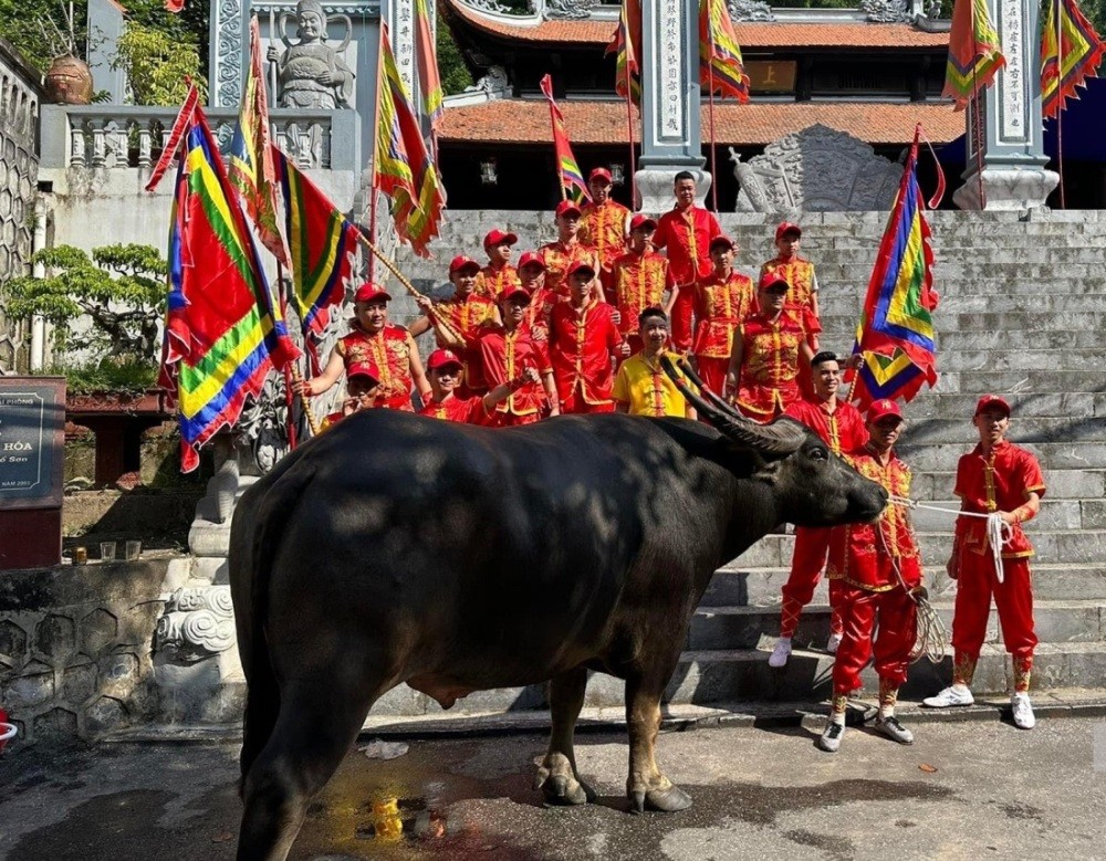 Chủ trâu chọi tham dự lễ hội chọi trâu Đồ Sơn năm 2023 đưa ông trâu tới trình thành hoàng làng.