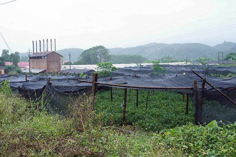 Tình trạng người dân tự ý chuyển mục đích sử dụng đất lúa sang trồng cây khác cũng là vướng mắc từ thực tế, cần được quan tâm khi sửa Luật Đất đai.