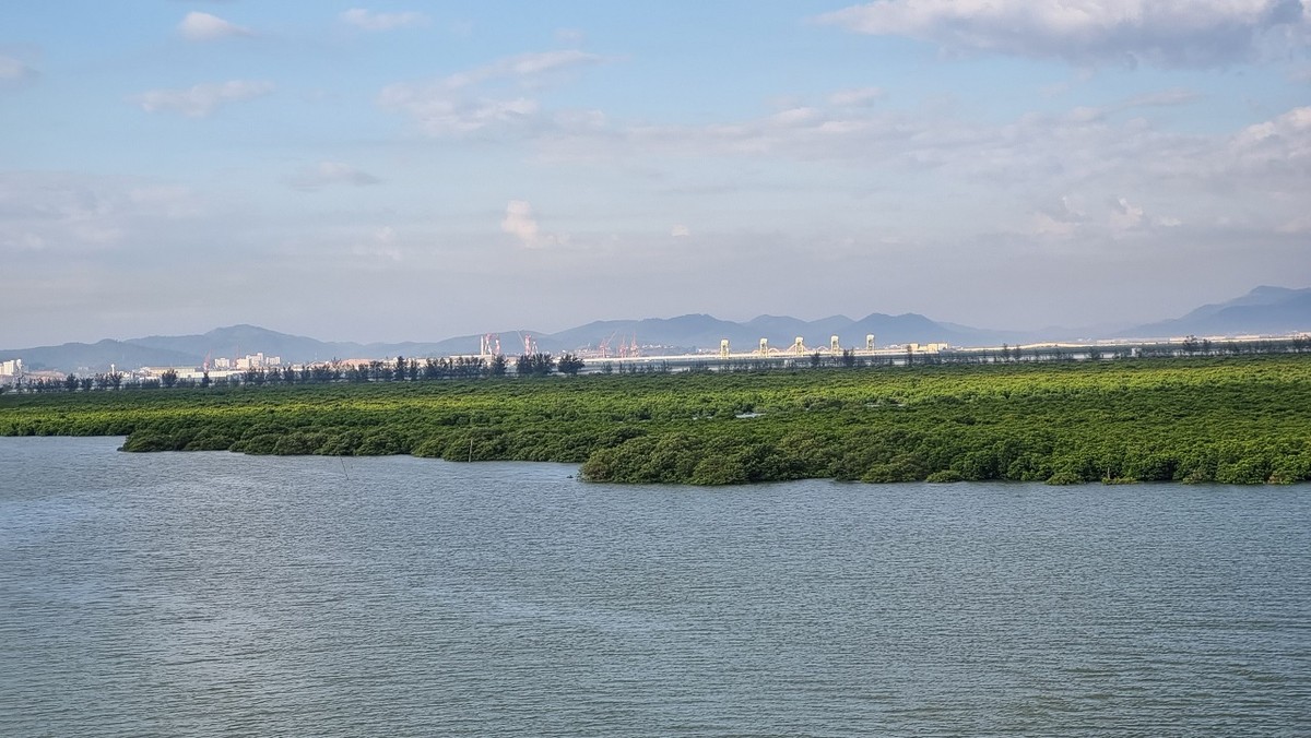 Hệ thống rừng ngập mặn cơ bản được giữ nguyên. Ảnh: Thanh Tân Hệ thống rừng ngập mặn cơ bản được giữ nguyên. Ảnh: Thanh Tân