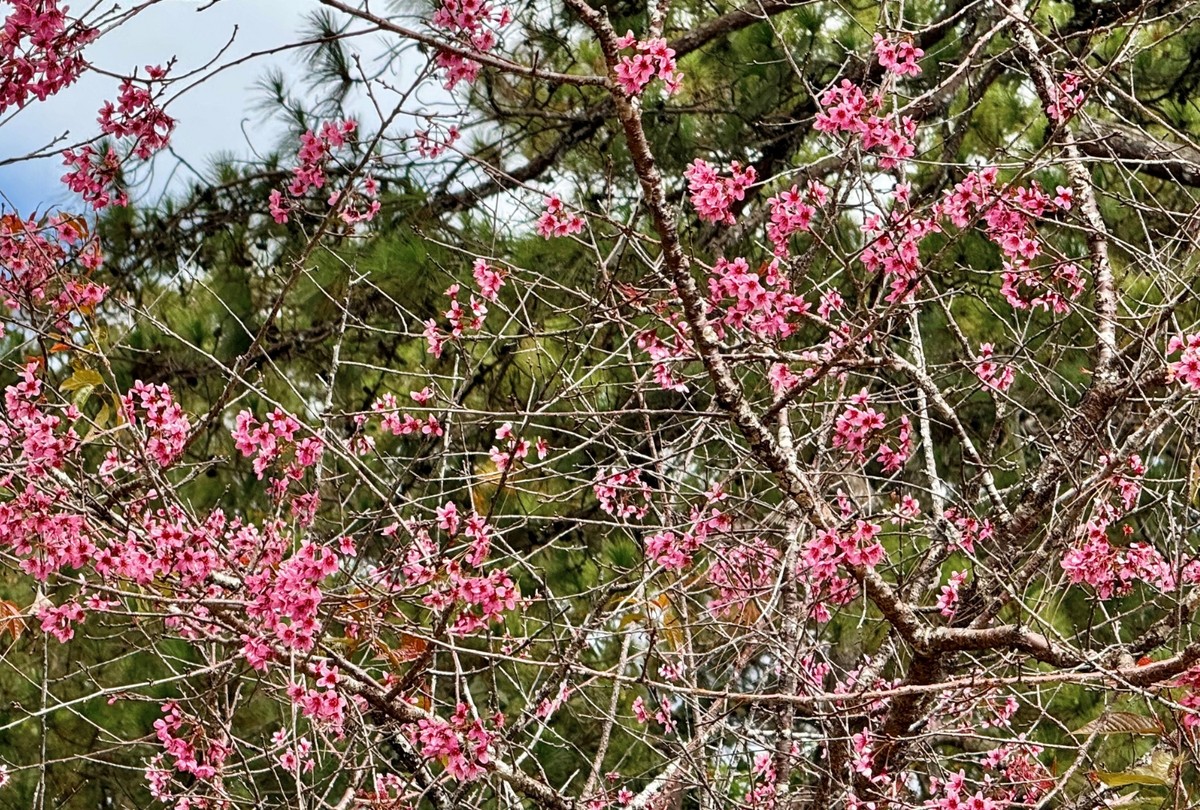 Vẻ đẹp mùa hoa Mai Anh Đào Đà Lạt 2023 khi đứng riêng lẻ mang đến cảm nhận mong manh, thanh thoát nhưng khi nở cùng nhau trên một tuyến đường lại rực rỡ lạ kỳ, là phông nền lung linh cho bất kỳ bộ ảnh nào.