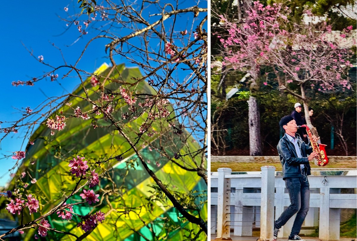 Thời điểm này, đến Đà Lạt, không chỉ được ngắm hoa mai anh đào, du khách còn được thưởng lãm hoa phượng tím, hoa bơ, hoa cà phê, hoa lan và nhiều loài hoa khác.