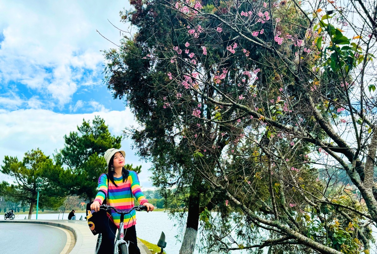 Những cây mai anh đào nằm ngay bên bờ hồ Xuân Hương dù không quá to nhưng lại nở đầy hoa. Dáng cây nghiêng nghiêng phủ bóng xuống mặt hồ đầy quyến rũ.