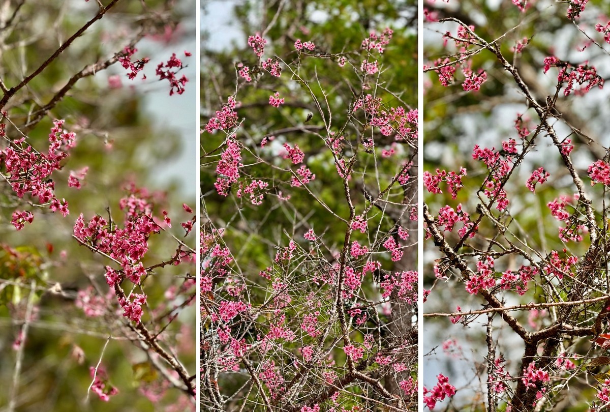 Hoa mai anh đào Đà Lạt có màu hồng phấn và hồng đậm rất đẹp, tựa như một nàng thiếu nữ đương tuổi xuân sắc.