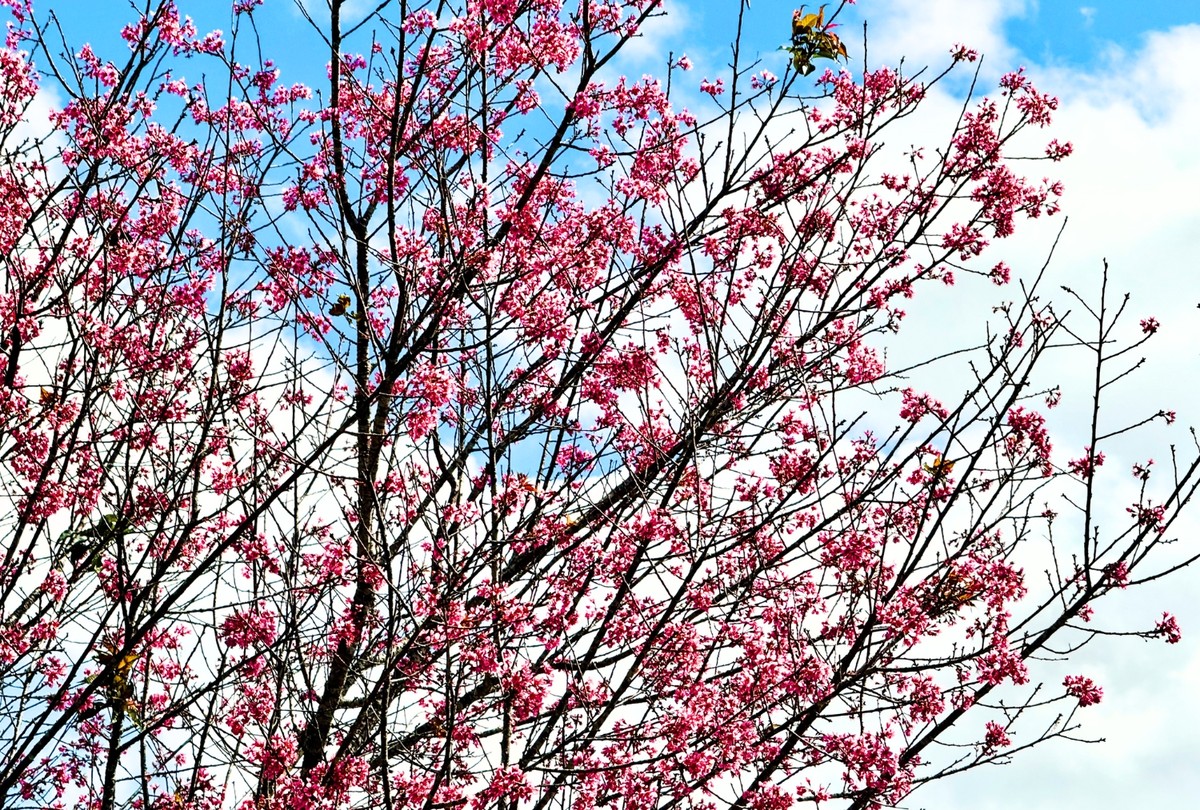 Những cây hoa anh đào nở thành từng chùm khắp khu đồi, phía dưới là mặt hồ xanh ngắt, bên trên là bầu trời xanh thẳm, khung cảnh thiên nhiên đẹp khó diễn tả thành lời.