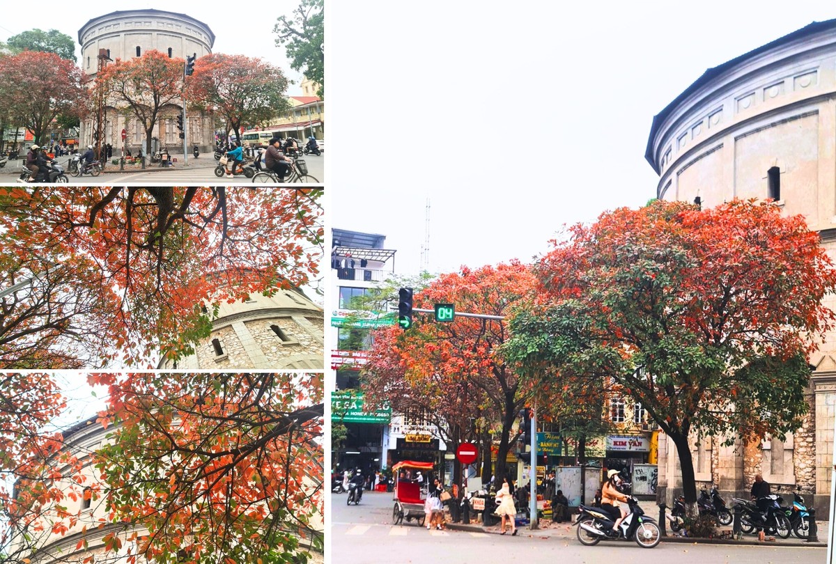 Khu vực tháp nước Hàng Đậu có những cây lộc vừng to trồng xung quanh đang độ thay lá, đỏ rực cả góc phố.