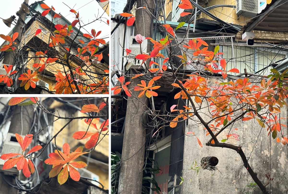 Lá cây lộc vừng đổi màu từ xanh sang vàng rồi đỏ thẫm, chuẩn bị cho mùa thay lá đầu tiên trong năm.