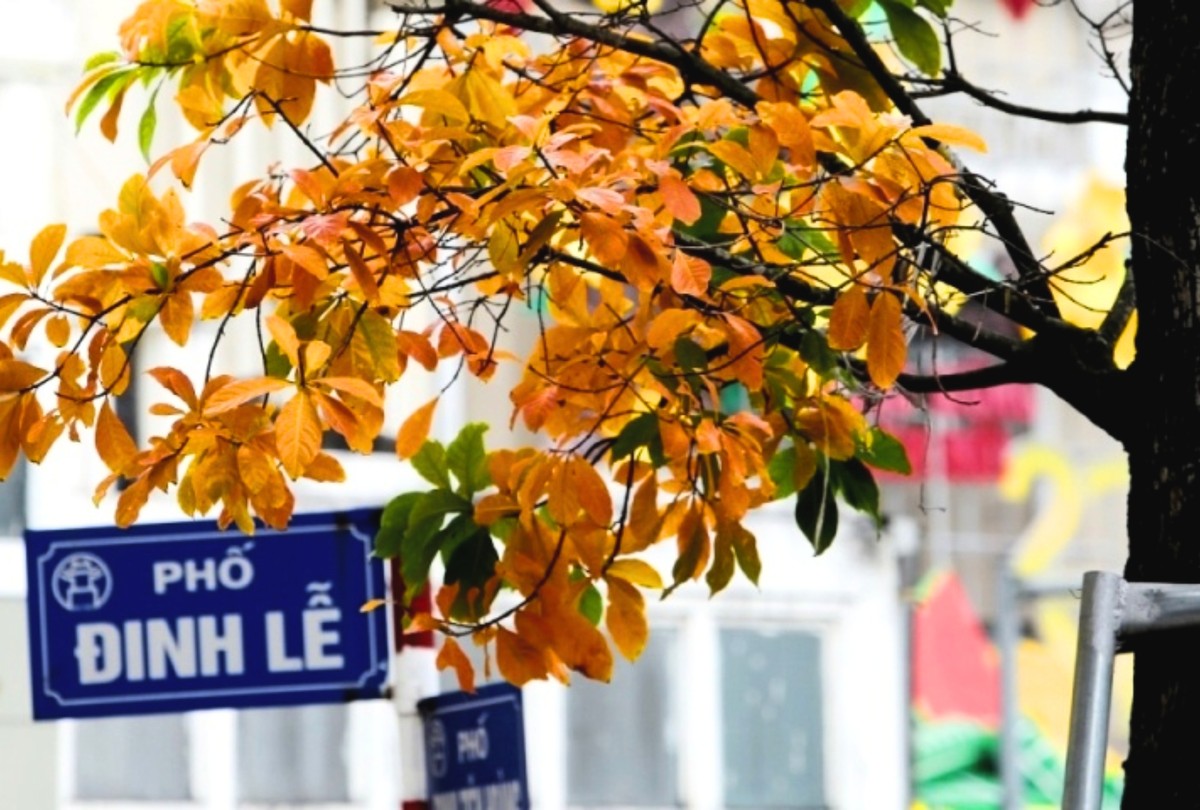 Vẻ đẹp Hà Nội mùa cây rụng lá khiến bao người xuýt xoa, muốn được chiêm ngưỡng mãi khoảnh khắc này.