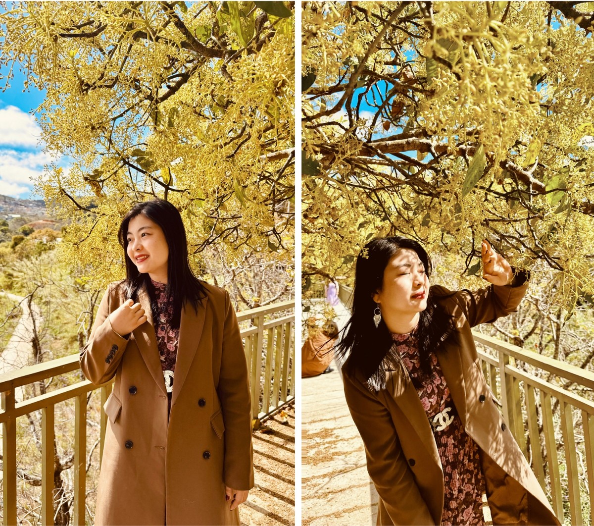 Sắc vàng của những bông hoa bơ được ánh nắng tô nhẹ, hòa vào không gian đầy lãng mạn.