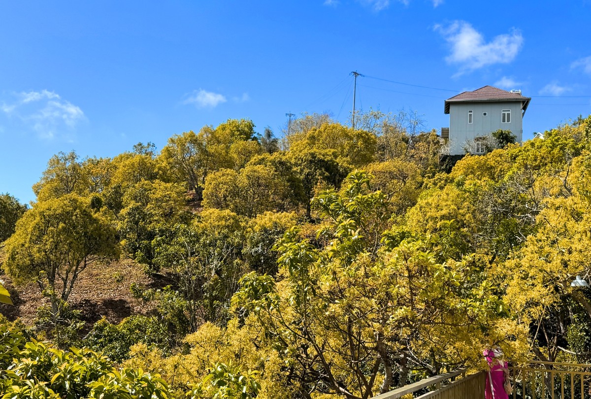 Hoa bơ mang đến cảm giác bình yên, thư thái khiến bất cứ ai được thưởng lãm đều cảm thấy dễ chịu, nhẹ tênh, gác lại được những xô bồ của cuộc sống hằng ngày.