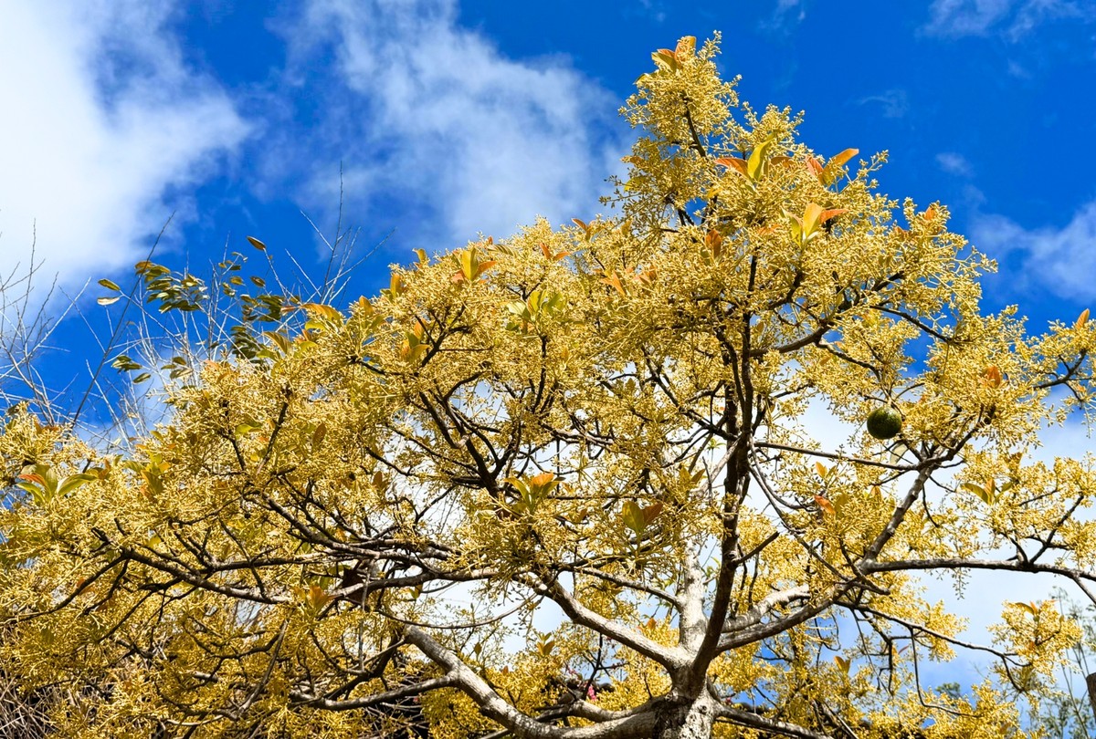 Du khách không khỏi choáng ngợp trước một góc trời màu vàng tựa như khung cảnh trời Âu.