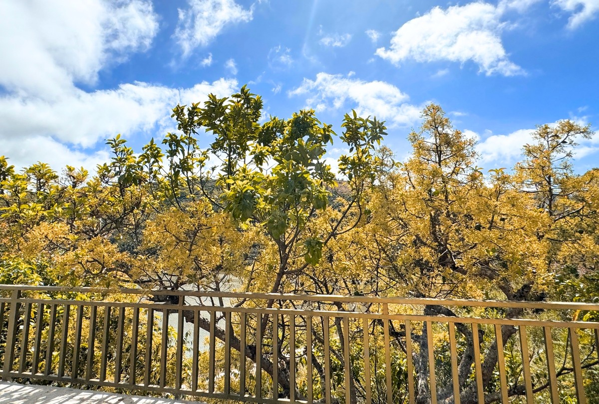 Dãy cây hoa bơ lớn, nở đồng đều, những bông hoa bơ nhỏ nhắn, xinh xắn, mọc thành từng chùm tỏa sáng lấp lánh.