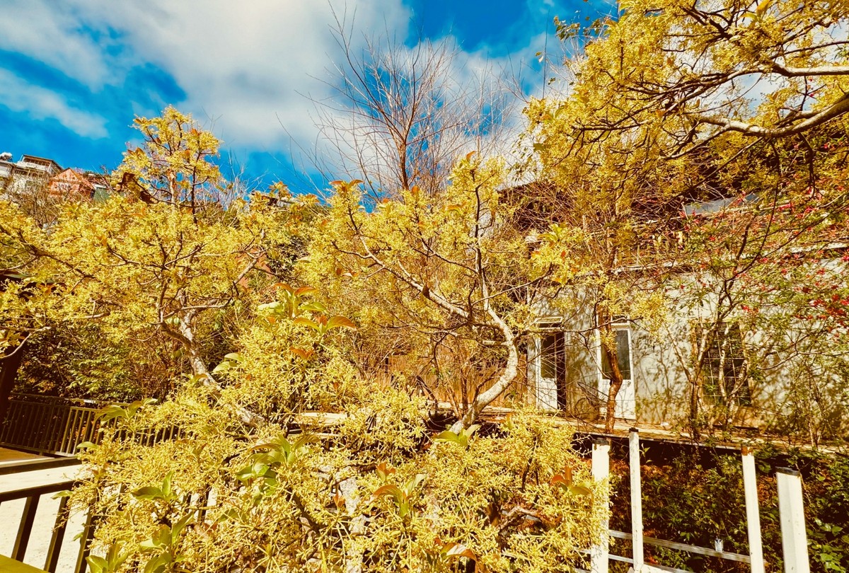 Sắc vàng rực rỡ bao phủ một góc trời, hoa bơ Đà Lạt là một trong những đặc sản “hiếm có khó tìm” khó có thể chiêm ngưỡng được ở nơi nào khác.