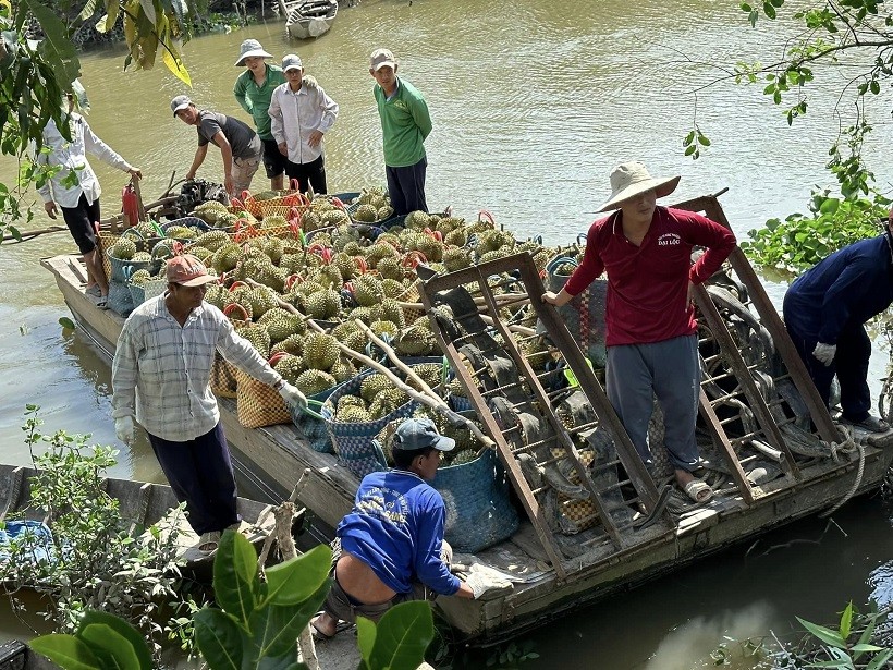 Giá sầu riêng trong nước giảm mạnh, người trồng sầu riêng lo sợ lỗ lớn. (ảnh G.H)