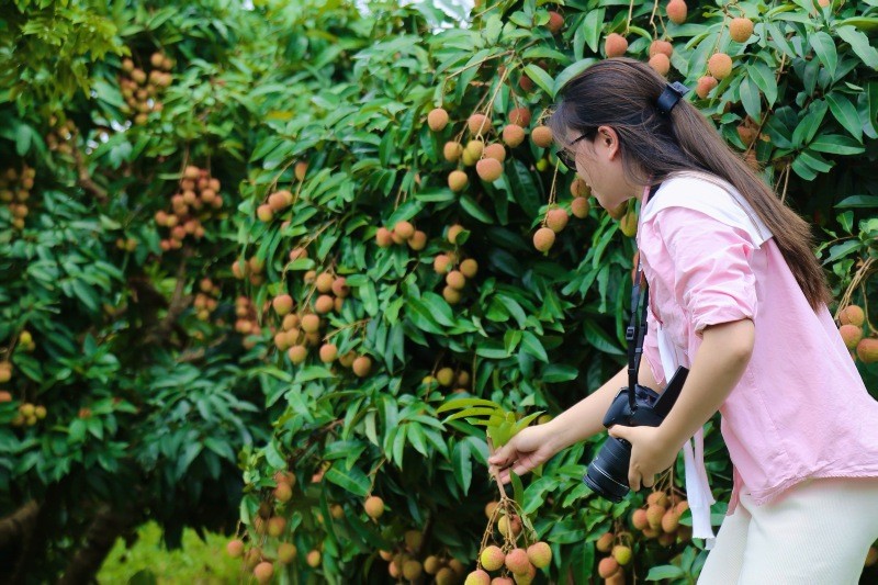 Vải thiều Tân Yên chín sớm đảm bảo chất lượng vượt trội.