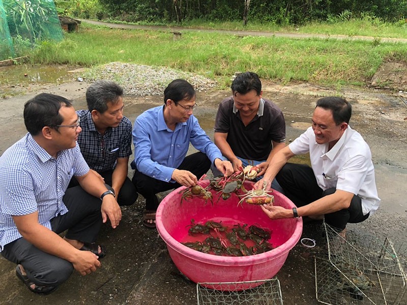 Mô hình nuôi cua chứng nhận an toàn gắn với cung cấp nguyên liệu cua OCOP tại huyện Năm Căn, Cà Mau
