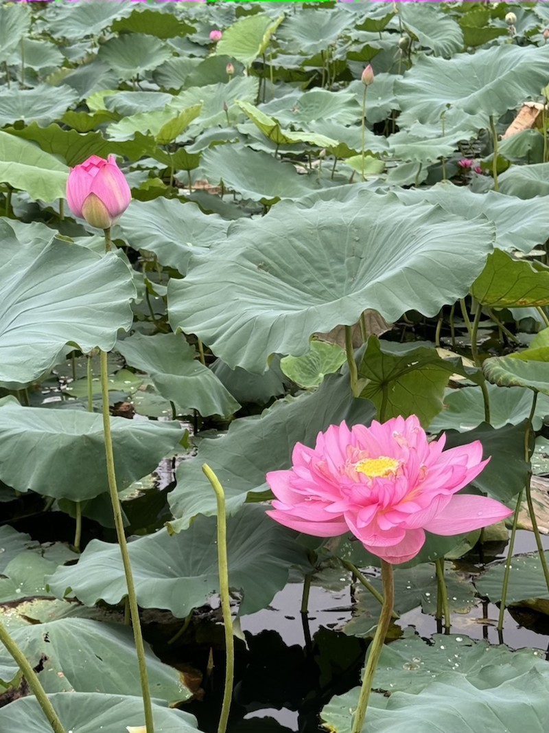 Khoảnh khắc những bông sen được khoe sắc trên chính thân cây vươn lên từ lớp bùn ngàn năm đẹp đến nao lòng. Ảnh: Mỹ An.