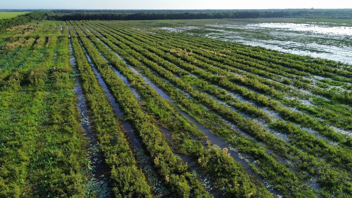 Hình ảnh rừng phát triển sau 2 năm (Nguồn: Báo Pháp Luật TP.HCM) Hình ảnh rừng phát triển sau 2 năm (Nguồn: Báo Pháp Luật TP.HCM)