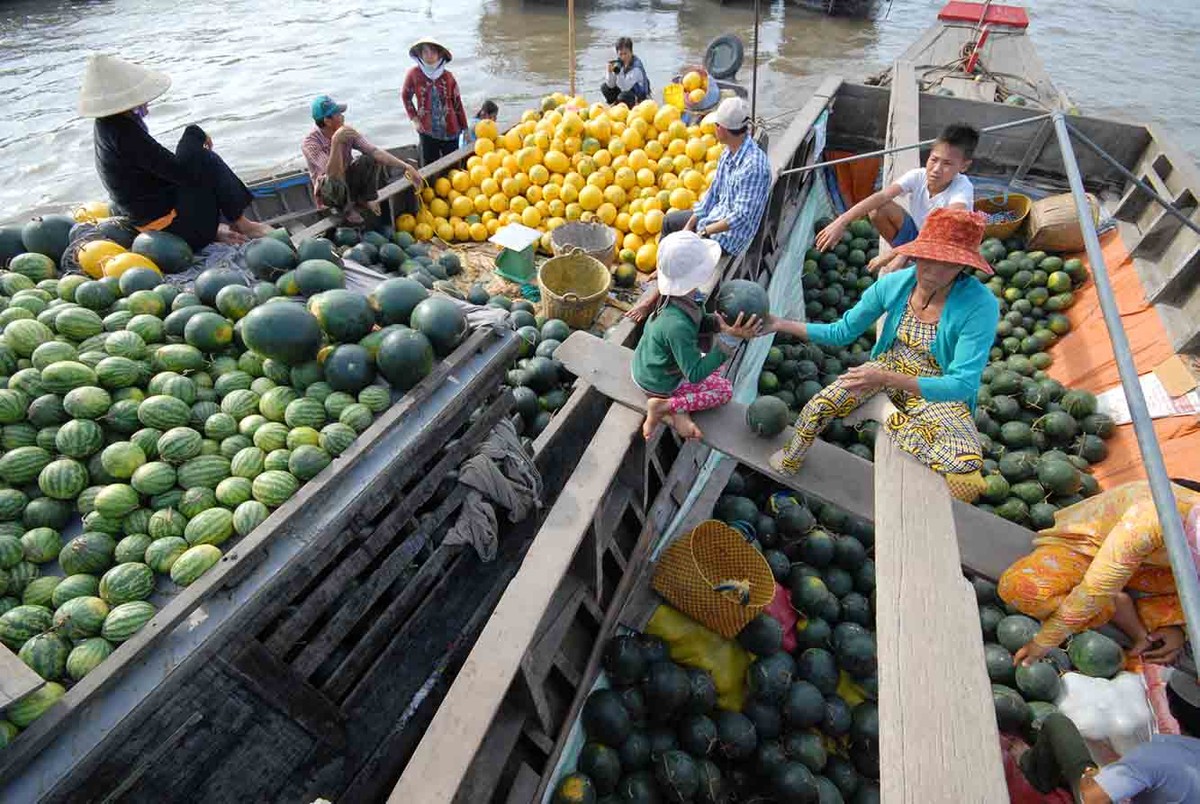 Cuối cùng các mặt hàng trái cây ở ĐBSCL sẽ ngược xuôi đi khắp các vùng miền.