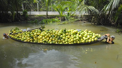 Cận Tết, người nông dân kỳ vọng giá bán bưởi tốt hơn.