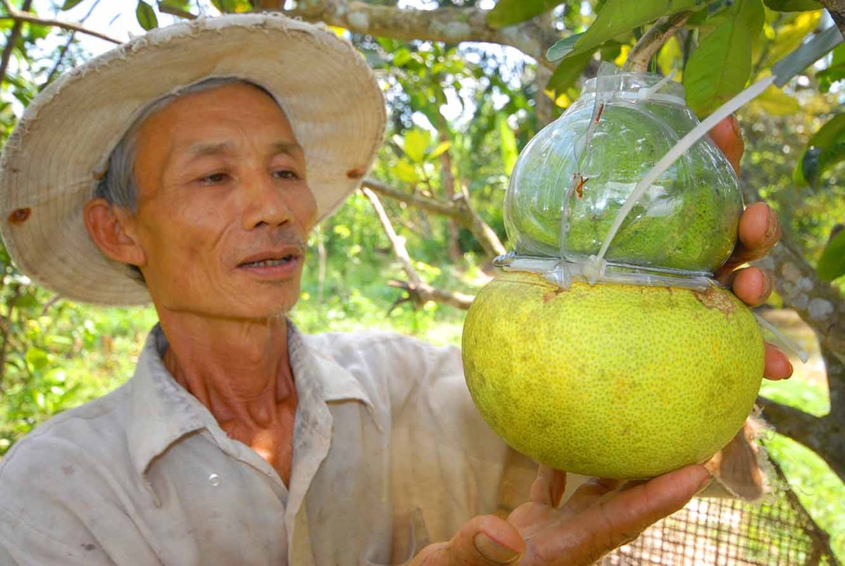 Ngoài mặt hàng bưởi Năm roi truyền thống ở Hậu Giang tết năm nay nhà vườn trồng bưởi hồ lô có giá bán từ 700.000 -1 triệu đồng/cặp trong dịp Tết năm nay.