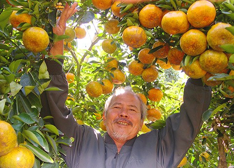 Quýt hồng Lai Vung - Đồng Tháp đang mang lại mùa bội thu cho nông dân miền Tây.