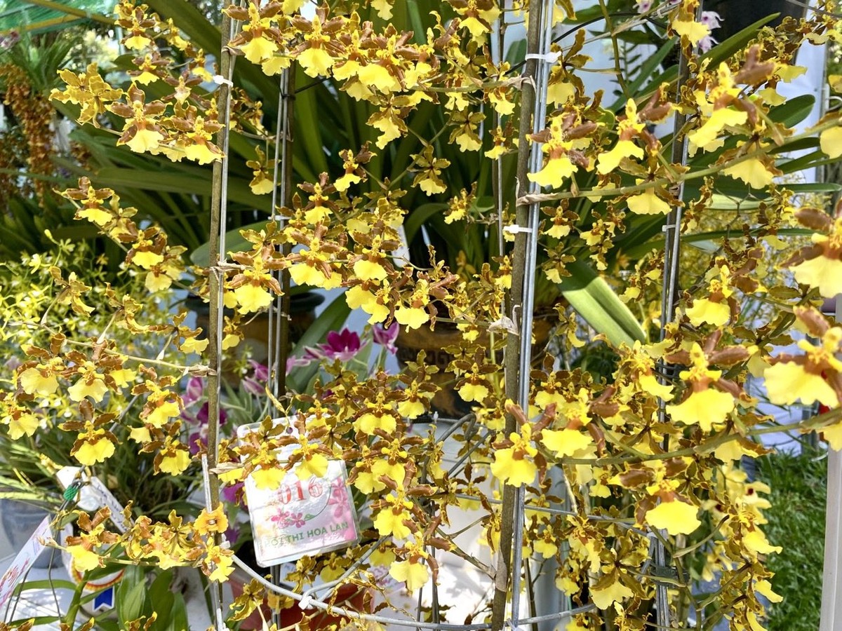 Hội thi nhằm giới thiệu các giống lan bản địa, các giống lan mới lai tạo, được trồng tại TP.HCM và các tỉnh, thành có thế mạnh về sản xuất, kinh doanh hoa lan. Qua đó, tạo cơ hội cho các nhà vườn, hợp tác xã, nghệ nhân… gặp gỡ, giao lưu, trao đổi, chia sẻ kinh nghiệm trồng, chăm sóc lan, đặc biệt là những loại lan có giá trị kinh tế cao, góp phần tôn vinh thương hiệu hoa lan và các loại hoa kiểng là sản phẩm chủ lực nông nghiệp TP.HCM.