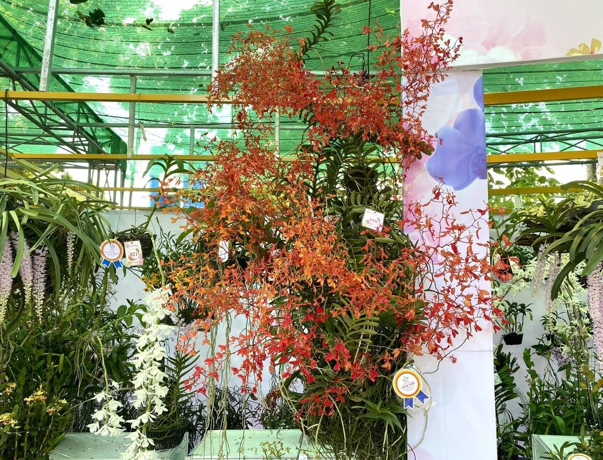 “Ngoài ra, tôi còn mang đến tác phẩm hoa lan Hồng yên thuỷ cao khoảng 1,5m, tác phẩm Hoàng nhạn tháng 4, Huyết nhung đỏ…", anh Hoàng chia sẻ.